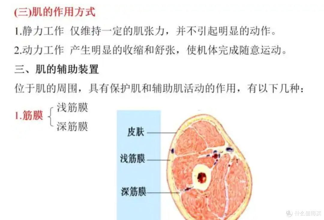 筋膜槍怎么選？不容錯過的五款產品，入手不虧